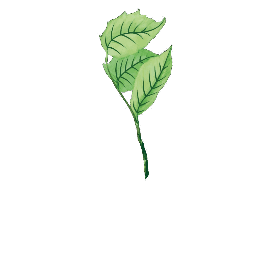 Gin GinSchiare — Lo spirito di Fresonara